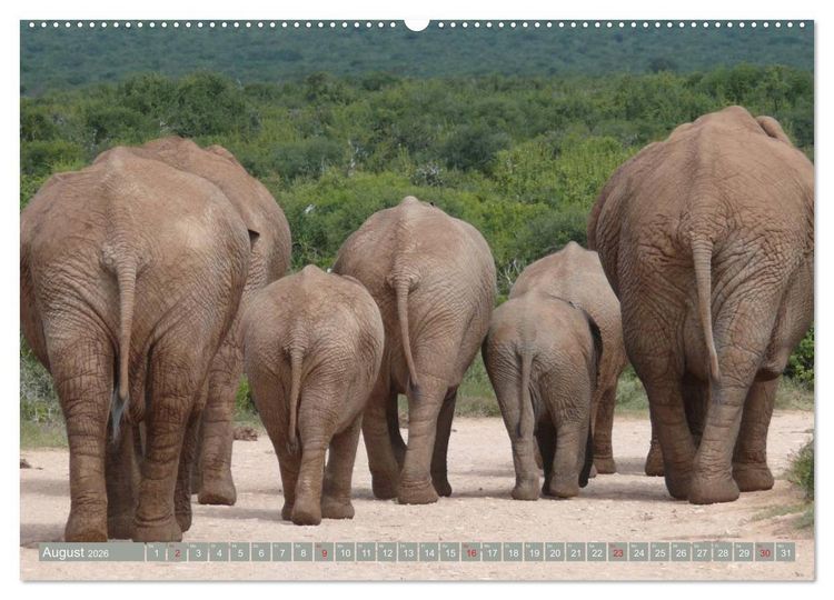 Produktbild: Asiatische und afrikanische Elefanten (hochwertiger Premium Wandkalender 2026 DIN A2 quer), Kunstdruck in Hochglanz