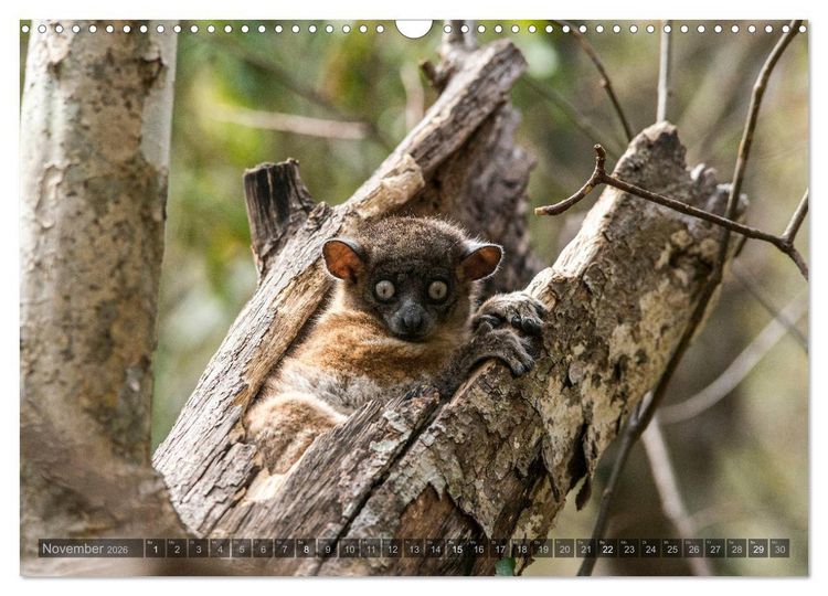 Produktbild: Tierisches Madagaskar (Wandkalender 2026 DIN A3 quer), CALVENDO Monatskalender