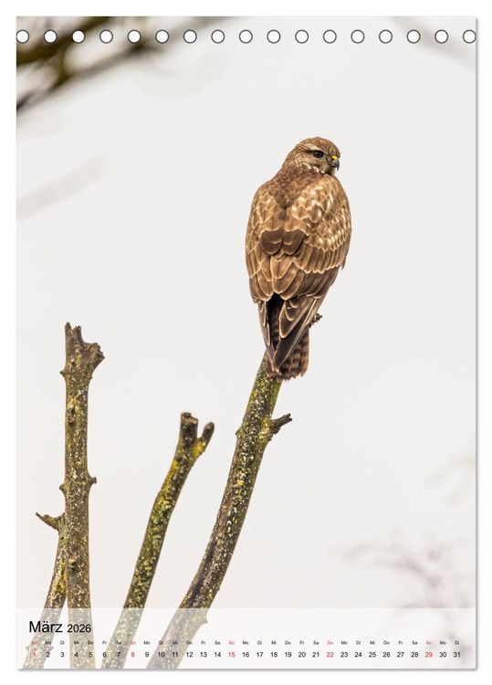 Produktbild: Vogelwelt der Schweiz (Tischkalender 2026 DIN A5 hoch), CALVENDO Monatskalender