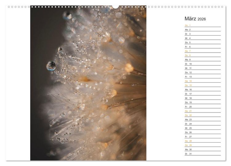 Produktbild: Kleine Wunder vor der Haust&uuml;r (Wandkalender 2026 DIN A2 quer), CALVENDO Monatskalender