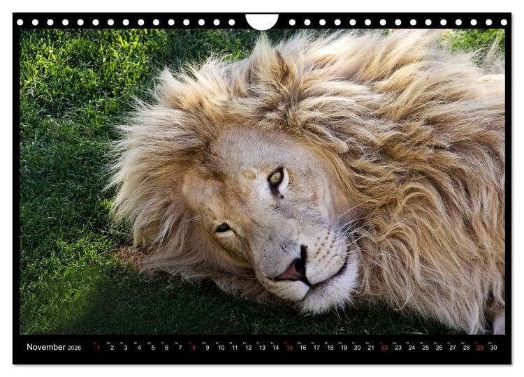 Produktbild: S&Uuml;DAFRIKA Augenblicke (Wandkalender 2026 DIN A4 quer), CALVENDO Monatskalender