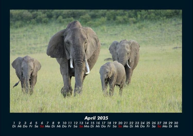 Produktbild: Der Elefantenkalender 2025 Fotokalender DIN A4