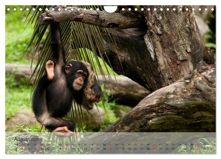 Produktbild: Afrikas sch&ouml;ne Tierwelt (Wandkalender 2026 DIN A4 quer), CALVENDO Monatskalender