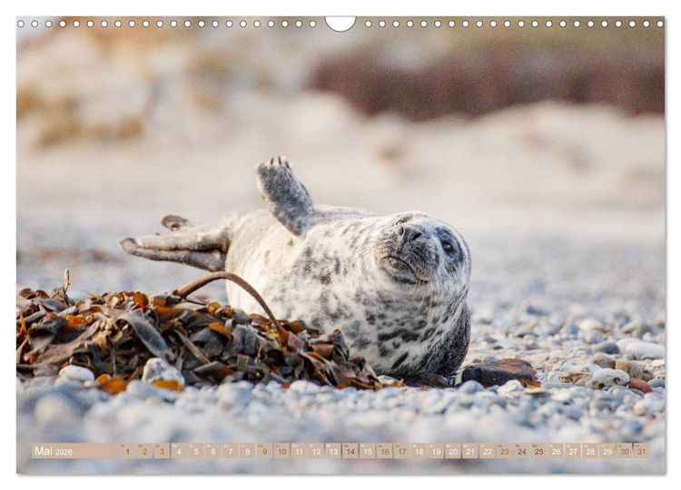 Produktbild: Kegelrobben - Die Kegelrobben von Helgoland (Wandkalender 2026 DIN A3 quer), CALVENDO Monatskalender
