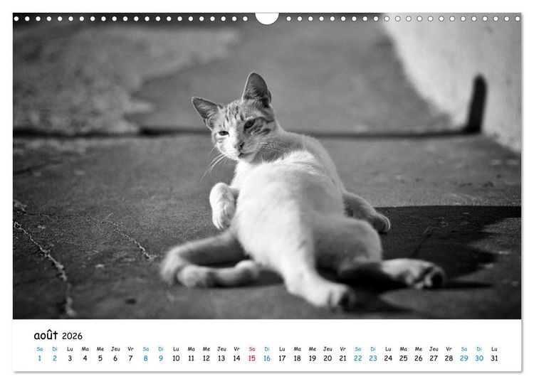 Produktbild: Chats de Santorin - Les princes d'Oia en noir et blanc (Calendrier mural 2026 DIN A3 vertical), CALVENDO calendrier mensuel