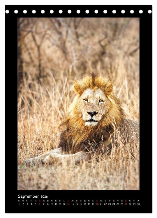 Produktbild: S&uuml;dafrika und seine Tierwelt (Tischkalender 2026 DIN A5 hoch), CALVENDO Monatskalender