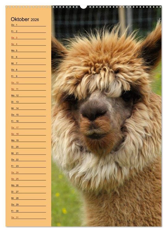 Produktbild: Alpakas zum Knuddeln gerne (Wandkalender 2026 DIN A2 hoch), CALVENDO Monatskalender