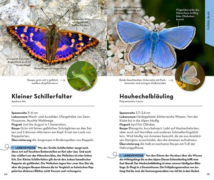 Produktbild: Basic Schmetterlinge