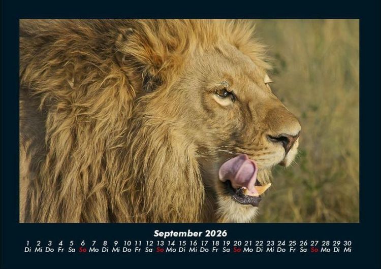 Produktbild: L&ouml;wen in der Wildnis 2026 Fotokalender DIN A4