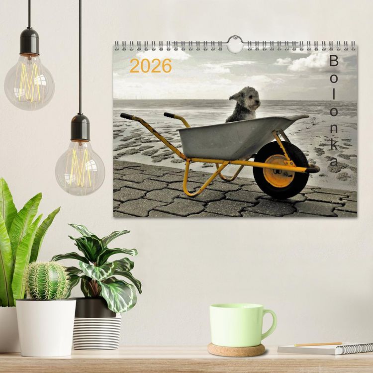 Produktbild: Bolonka 2026 (Wandkalender 2026 DIN A4 quer), CALVENDO Monatskalender
