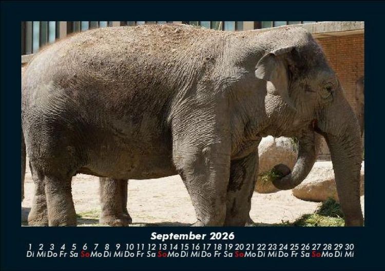 Produktbild: Elefanten - Die sanften Riesen Afrikas 2026 Fotokalender DIN A5