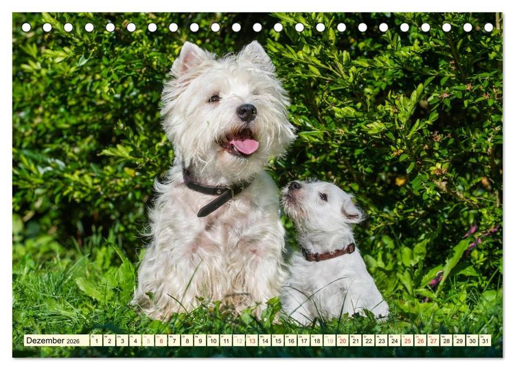 Produktbild: Kobold auf 4 Pfoten - West Highland White Terrier (Tischkalender 2026 DIN A5 quer), CALVENDO Monatskalender