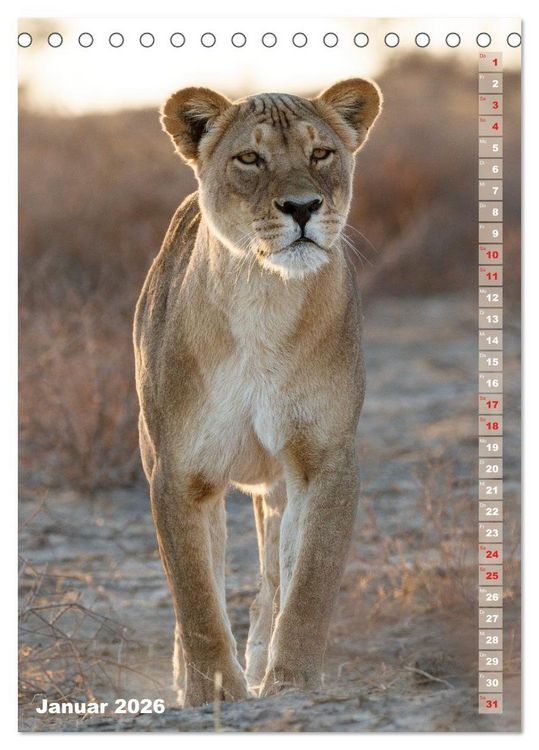 Produktbild: Safari hautnah - S&uuml;dliches und &ouml;stliches Afrika (Tischkalender 2026 DIN A5 hoch), CALVENDO Monatskalender
