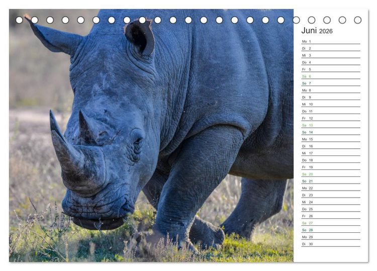 Produktbild: Nash&ouml;rner - Sanfte Riesen (Tischkalender 2026 DIN A5 quer), CALVENDO Monatskalender