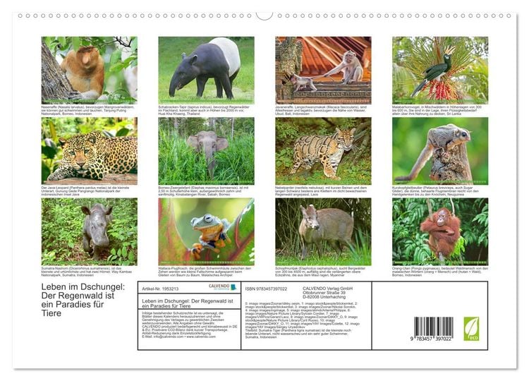 Produktbild: Leben im Dschungel: Der Regenwald ist ein Paradies f&uuml;r Tiere (hochwertiger Premium Wandkalender 2026 DIN A2 quer), Kunstdruck in Hochglanz