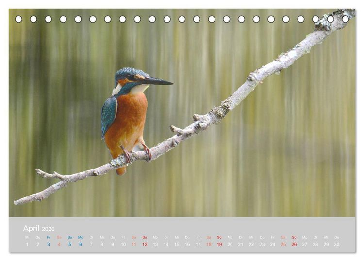 Produktbild: Der Eisvogel, ein Juwel der Natur (Tischkalender 2026 DIN A5 quer), CALVENDO Monatskalender