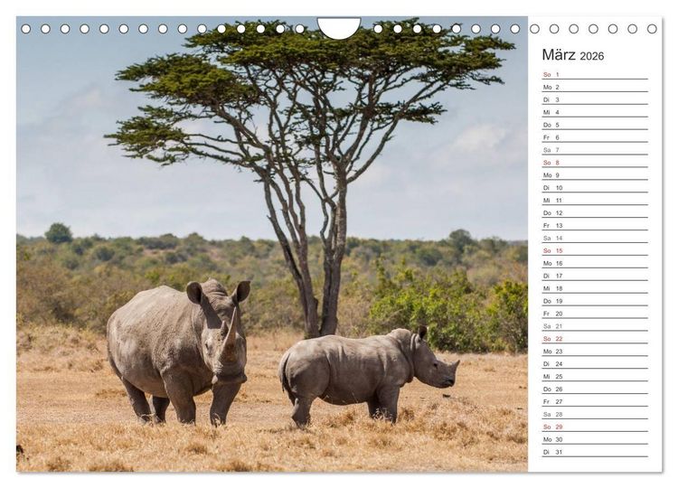 Produktbild: Emotionale Momente: Nash&ouml;rner (Wandkalender 2026 DIN A4 quer), CALVENDO Monatskalender