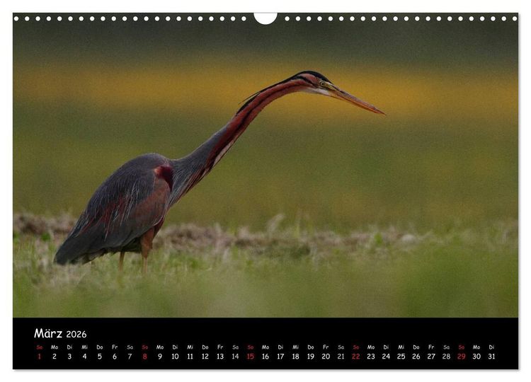 Produktbild: Naturjuwelen - Neusiedler See (Wandkalender 2026 DIN A3 quer), CALVENDO Monatskalender