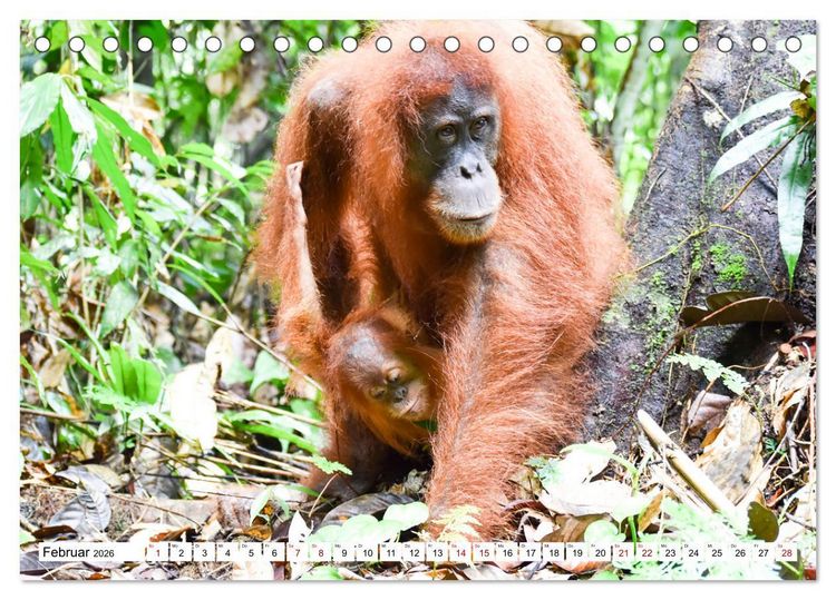 Produktbild: Die letzten freilebenden Orang Utans (Tischkalender 2026 DIN A5 quer), CALVENDO Monatskalender