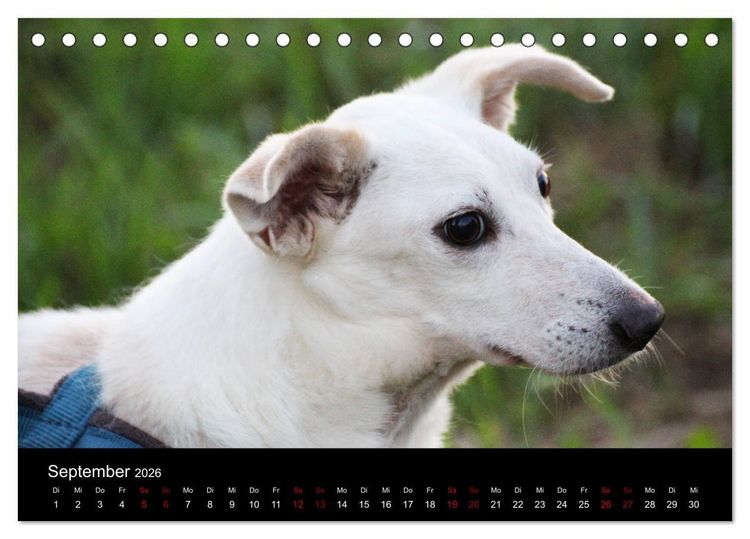 Produktbild: Eulhof (Tischkalender 2026 DIN A5 quer), CALVENDO Monatskalender