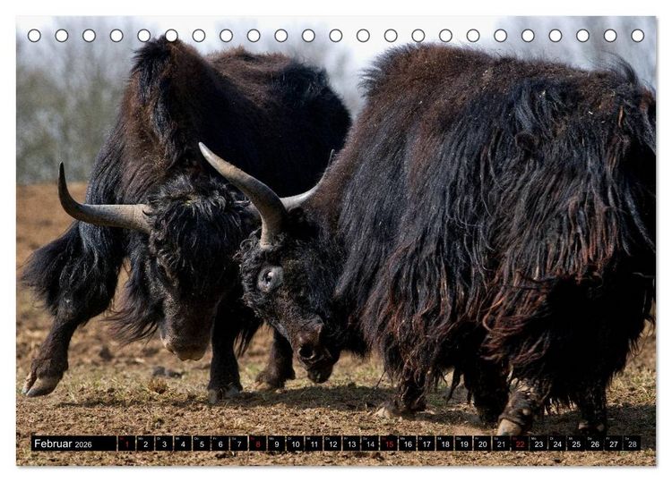 Produktbild: Kuh und Co. (Tischkalender 2026 DIN A5 quer), CALVENDO Monatskalender
