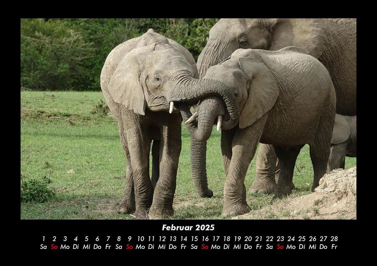 Produktbild: Der Elefantenkalender 2025 Fotokalender DIN A3
