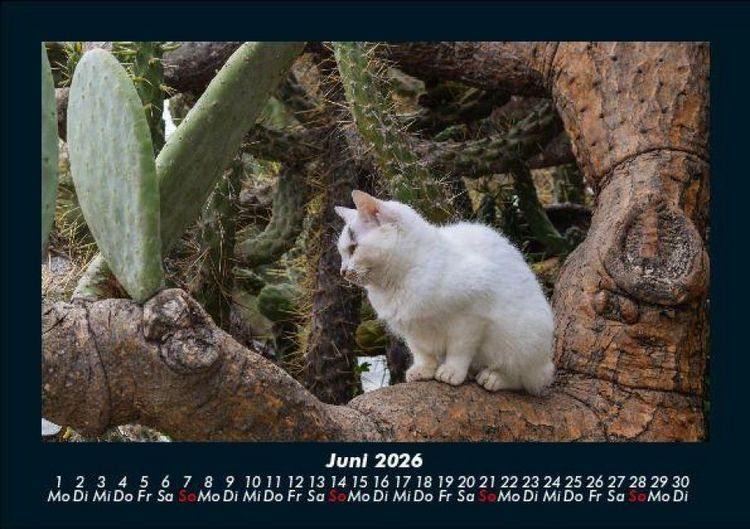 Produktbild: F&uuml;r Katzenfreunde 2026 Fotokalender DIN A5