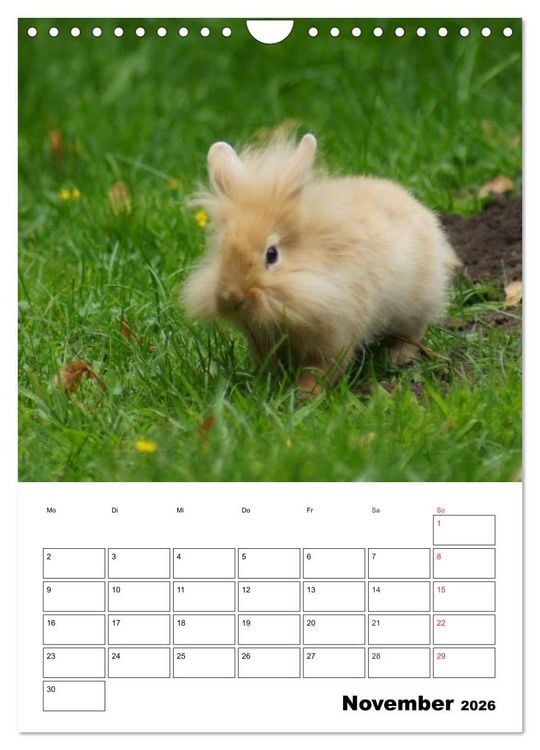 Produktbild: Kaninchen Terminplaner (Wandkalender 2026 DIN A4 hoch), CALVENDO Monatskalender