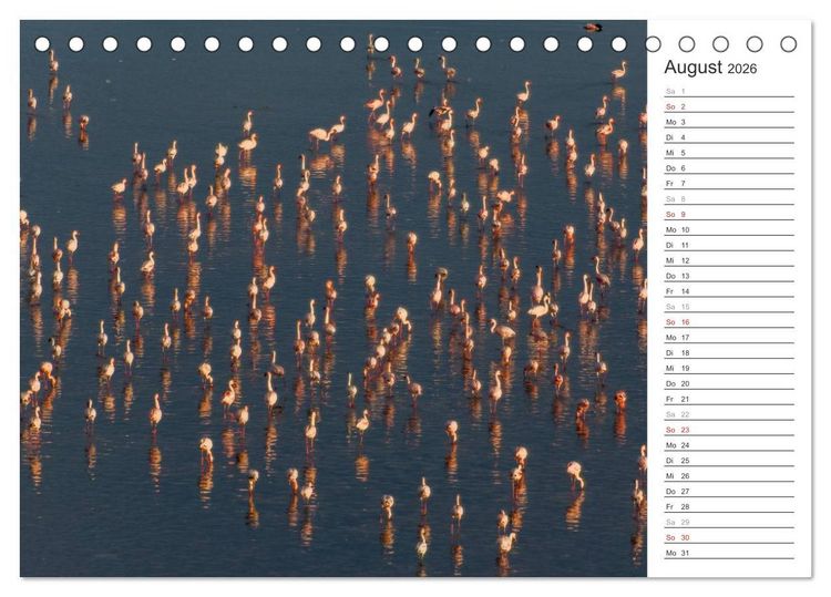 Produktbild: Flamingo Impressionen 2026 (Tischkalender 2026 DIN A5 quer), CALVENDO Monatskalender