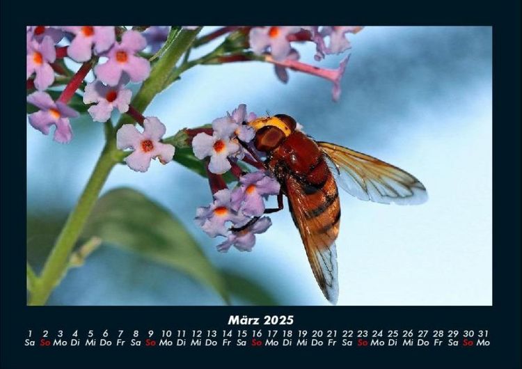 Produktbild: Bien 2025 Fotokalender DIN A4