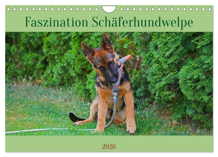 Produktbild: Faszination Sch&auml;ferhundwelpe (Wandkalender 2026 DIN A4 quer), CALVENDO Monatskalender