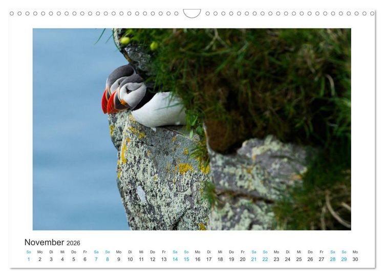 Produktbild: PAPAGEIENTAUCHER - Clowns der Nordmeere (Wandkalender 2026 DIN A3 quer), CALVENDO Monatskalender