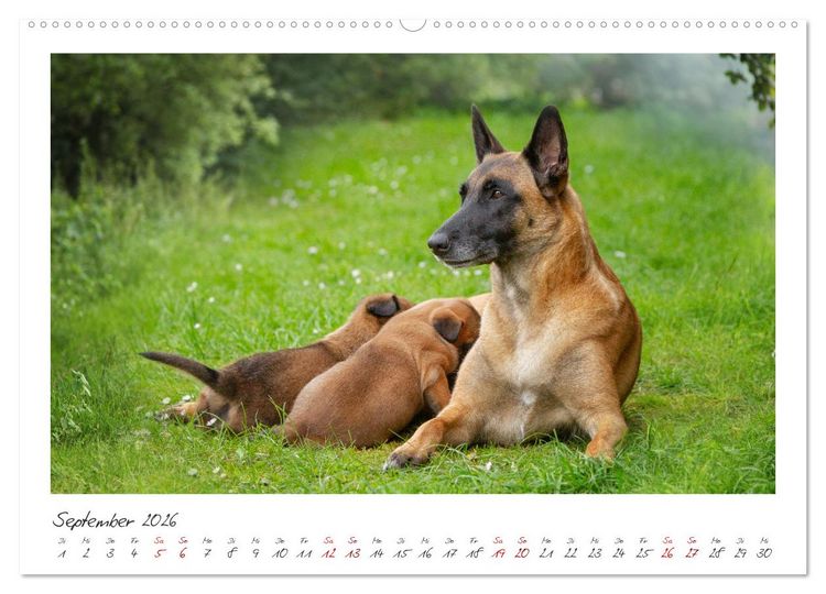 Produktbild: Traumhund Malinois (hochwertiger Premium Wandkalender 2026 DIN A2 quer), Kunstdruck in Hochglanz