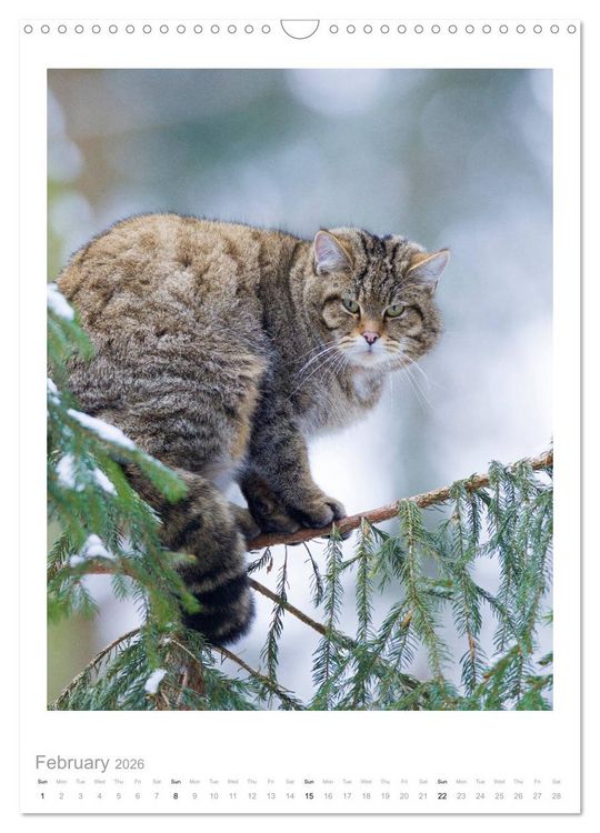 Produktbild: European Wildcats (Wall Calendar 2026 DIN A3 portrait), CALVENDO 12 Month Wall Calendar