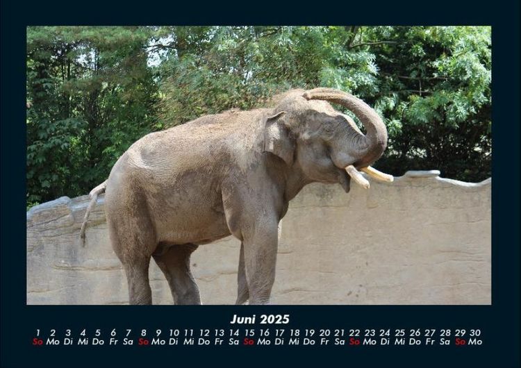 Produktbild: Der Tierkalender 2025 Fotokalender DIN A4