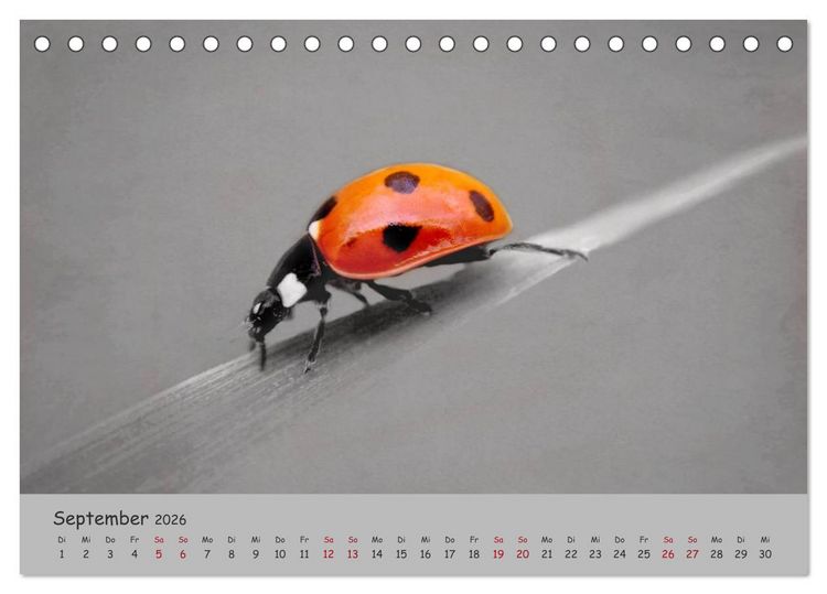 Produktbild: Gl&uuml;cksk&auml;fer (Tischkalender 2026 DIN A5 quer), CALVENDO Monatskalender