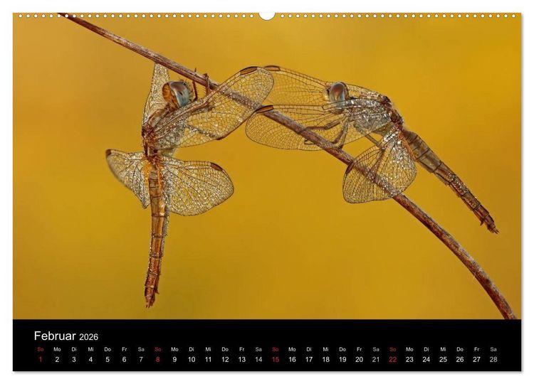 Produktbild: Libellen im Ried (Wandkalender 2026 DIN A2 quer), CALVENDO Monatskalender