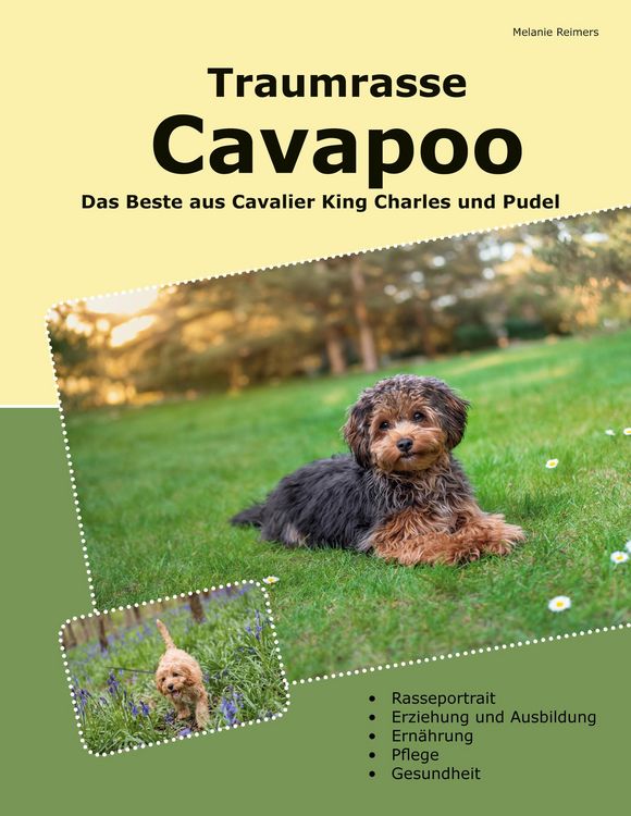 Produktbild: Traumrasse Cavapoo