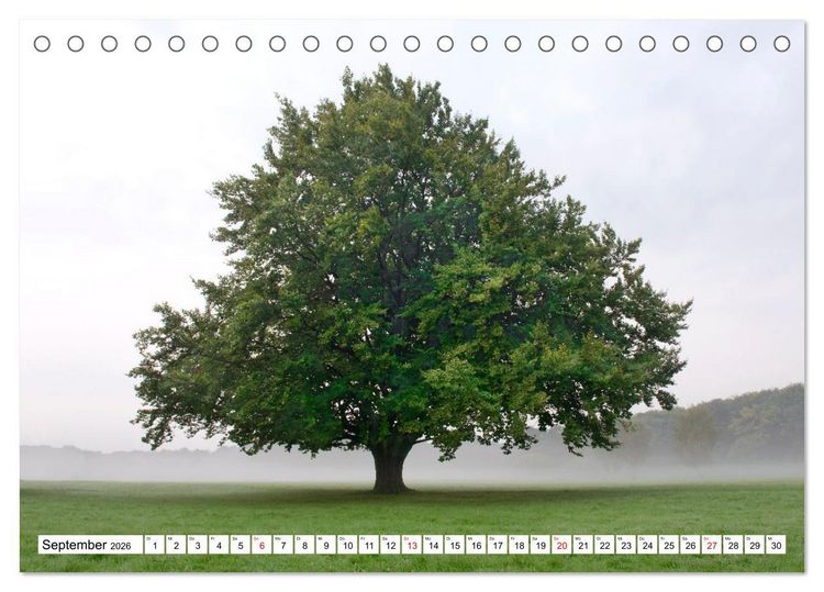 Produktbild: Die Buche: 12 Baumportr&auml;ts (Tischkalender 2026 DIN A5 quer), CALVENDO Monatskalender