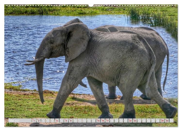 Produktbild: Namibia &ndash; Die Tierwelt vom Caprivi bis Etosha (hochwertiger Premium Wandkalender 2027 DIN A2 quer), Kunstdruck in Hochglanz