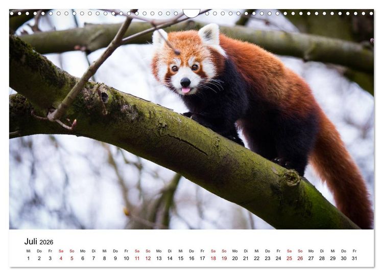 Produktbild: Rote Pandas - geschickte Kletterer (Wandkalender 2026 DIN A3 quer), CALVENDO Monatskalender
