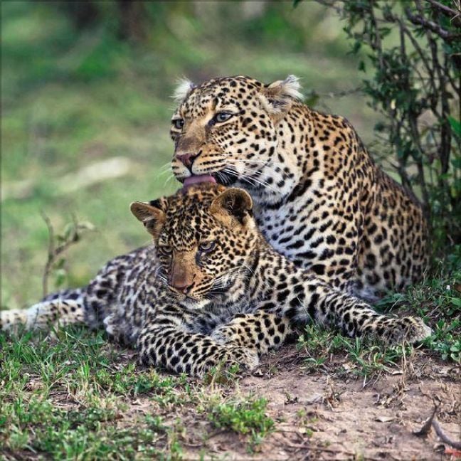 Produktbild: Big Cats 2027