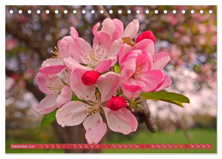 Produktbild: Japanischer Garten Leverkusen (Tischkalender 2026 DIN A5 quer), CALVENDO Monatskalender