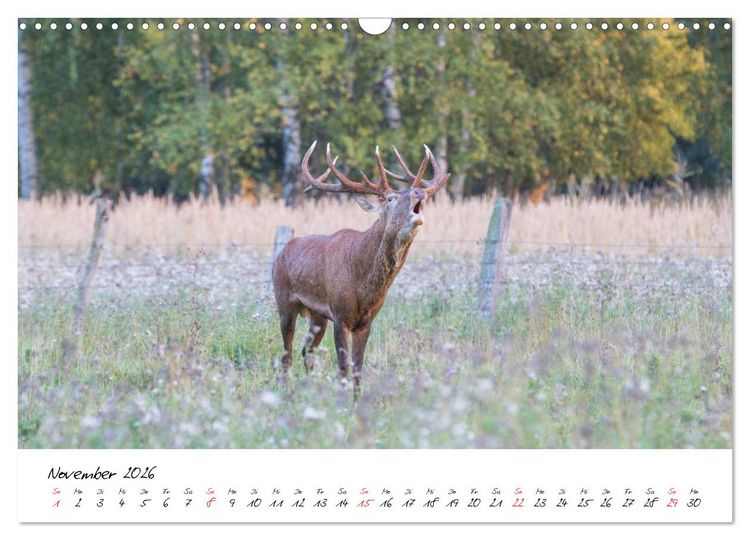 Produktbild: Rotwild - im Naturparadies der Mecklenburgischen Seenplatte (Wandkalender 2026 DIN A3 quer), CALVENDO Monatskalender