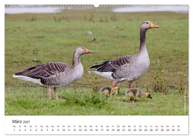 Produktbild: Halbinsel Eiderstedt - Momente der Natur (Wandkalender 2027 DIN A2 quer), CALVENDO Monatskalender