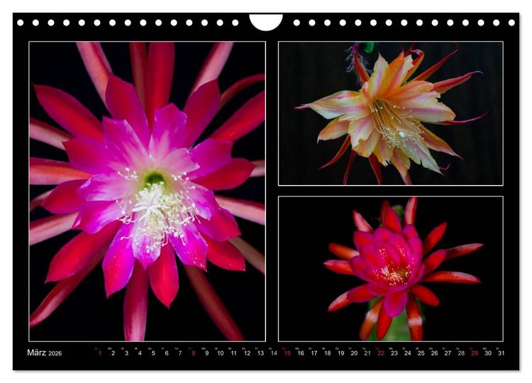 Produktbild: Epiphyllum-Hybriden (Wandkalender 2026 DIN A4 quer), CALVENDO Monatskalender