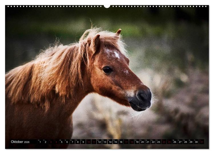 Produktbild: Shetlandpony Kalender (hochwertiger Premium Wandkalender 2026 DIN A2 quer), Kunstdruck in Hochglanz