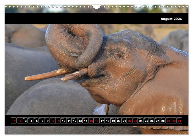 Produktbild: Elephants of Botswana (Wall Calendar 2026 DIN A3 landscape), CALVENDO 12 Month Wall Calendar