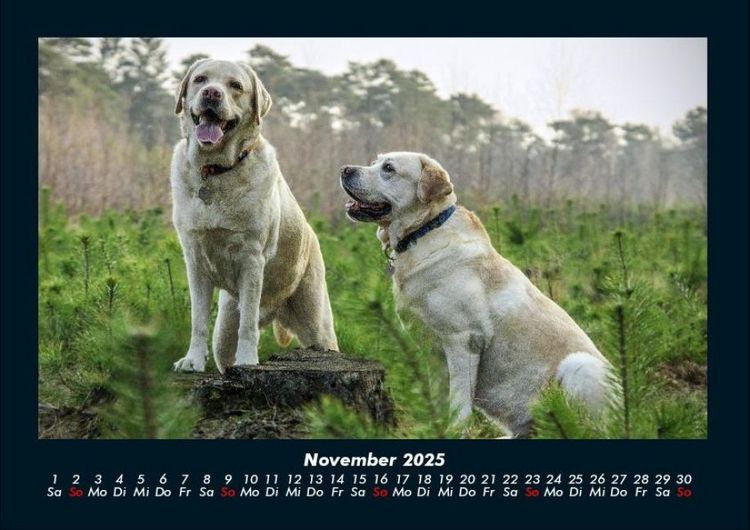 Produktbild: Hundezauber 2025 Fotokalender DIN A4