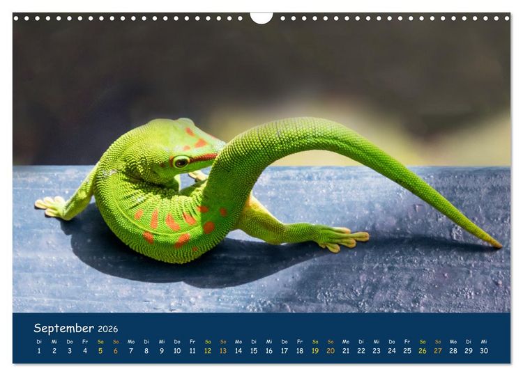 Produktbild: Faszinierende Tierwelt von Mauritius - Magische Momente der Natur (Wandkalender 2026 DIN A3 quer), CALVENDO Monatskalender